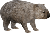 a cute wombat